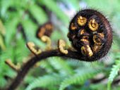 fern frond