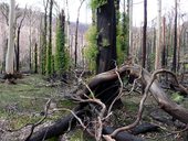 Proubouzející se život po ničivém požáru buše, Austrálie