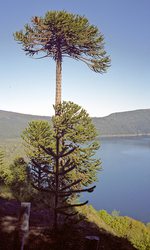 Araukárie nad jezerem Conguillío. Národní park Conguillío, Chile