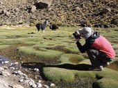 Martin fotí lamy pasoucí se na bofedalu, NP Isluga, Chile