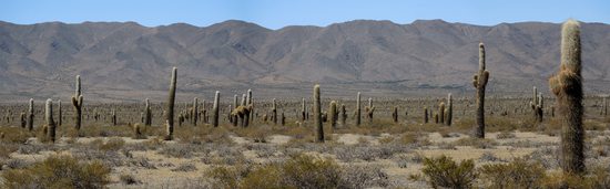 Pláň plná velkých kaktusů (místní název cardones) v Národním parku Los Cardones, Argentina
