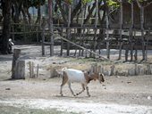 Východní Bali - Padangbai a okolí, Indonésie