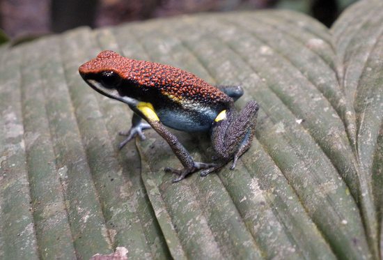 Jedovatá šípová žabka (Ameerega macero), Cuyabeno, Ekvádor