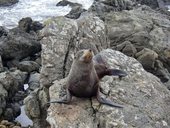 tulen (fur seal)