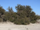 Pampa del Tamarugal je rozsáhlá státní přírodní rezervace uměle osázená stromky tamarugo, Chile