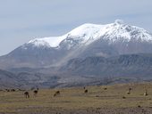 Jižní svahy sopky Guallatiri (6071m) - nalevo se táhne severozápadní hřeben s obvyklou výstupovou trasou ...