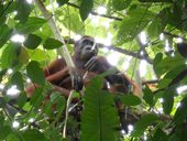 Národní park Kutai, Kalimantan, Indonésie