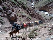 Přístup pod Aconcagua údolími Vacas a Relinchos, Argentina