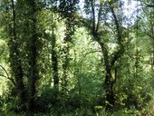 Svatojakubská cesta: Camino Francés (Francouzská cesta), Španělsko