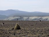 El ñandú de Darwin (Pterocnemia pennata), známý také jako suri, ñandú del norte, choique, ñandú petiso nebo ñandú cordillerano - vyberte si!