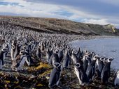 Isla Magdalena, Magalhaensův průliv, Patagonie, Chile