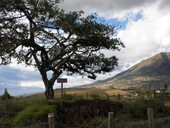 El Lechero - posvátný strom rostoucí na vyhlídce nad jezerem San Pablo, Otavalo, Ekvádor