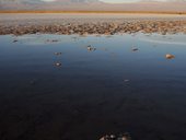 Laguna Cejar, Salar de Atacama, Chile