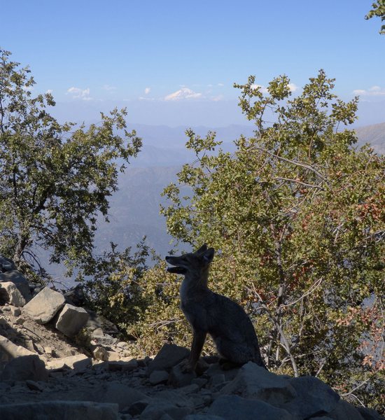 Lišky se trekařů stoupajících na kopec La Campana vůbec nebojí a zobají jim z ruky.