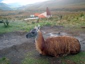 Výstup na sopku Pichincha z konečné stanice lanovky Cruz Loma, Quito, Ekvádor