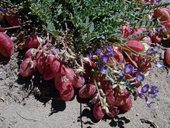 Přístup pod Aconcagua údolími Vacas a Relinchos, Argentina