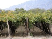 Nekonečné vinice v okolí Cafayate, Argentina