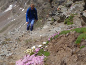 Weisskugel / Palla Bianca (3739m)