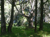 Minto´s Hut, Mt. Kenya, Keňa