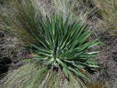 Minto´s Hut, Mt. Kenya, Keňa