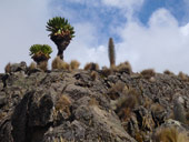 Minto´s Hut, Mt. Kenya, Keňa