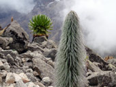 Point Lenana (4985m), Mt. Kenya, Keňa