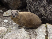 Point Lenana (4985m), Mt. Kenya, Keňa