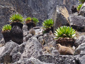 Point Lenana (4985m), Mt. Kenya, Keňa