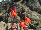 Sirimon Route, Mt. Kenya, Keňa