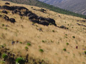 Sirimon Route, Mt. Kenya, Keňa