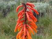 Sirimon Route, Mt. Kenya, Keňa