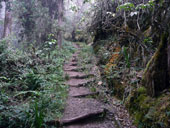 Kilimandžáro - Umbwe Route, Tanzanie