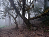 Kilimandžáro - Umbwe Route, Tanzanie