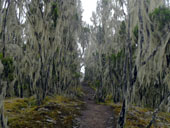 Kilimandžáro - Umbwe Route, Tanzanie