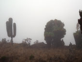 Kilimandžáro - Umbwe Route, Tanzanie