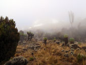 Kilimandžáro - Umbwe Route, Tanzanie