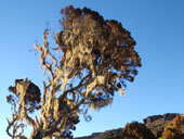 Kilimandžáro - Umbwe Route, Tanzanie