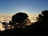 Kilimandžáro - Umbwe Route, Tanzanie