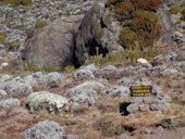 Kilimandžáro - Arrow Glacier Camp, Tanzanie