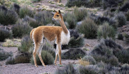 Národní park Lauca, Chile