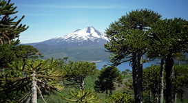 Národní park Conguillío, Chile