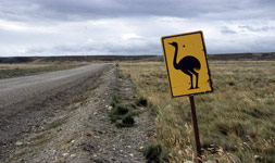 Pista (prašná uježděná silnice) v okolí Punta Arenas a značka s upozorněním na pštrosy!