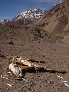 Dead mule in the Horcones Valley on the way from Aconcagua, Argentina, 23. 1. 2006