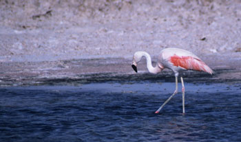 Plameňák na Laguna Blanca, Bolívie, 2. února 2006