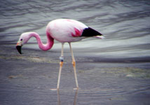 Plameňák andský (Phoenicopterus andinus), Laguna Blanca, Bolívie, 2.2.2006