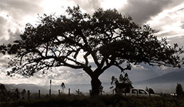 El Lechero je posvátný strom rostoucí na vršku přirozené vyhlídky (2847m) nad jezerem San Pablo, Otavalo, Ekvádor