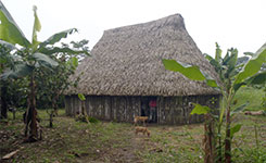 Společnenské stavení v osadě kmene Siona, Cuyabeno, Ekvádor