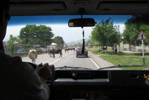 Cestou na Kavkaz se musí auta vyhýbat množství líně se pasoucích krav v okolí silnic, Rusko, 19. července 2009.
