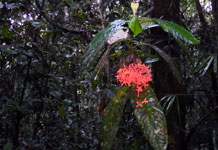  Národní park Kutai, Kalimantan, Indonésie