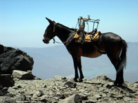 Supply mule in camp El Salto - Cordón del Plata.